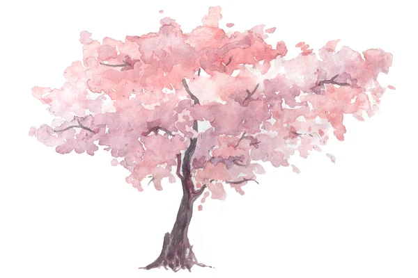 Cherry trees watercolor illustration — Stock Photo, Image
