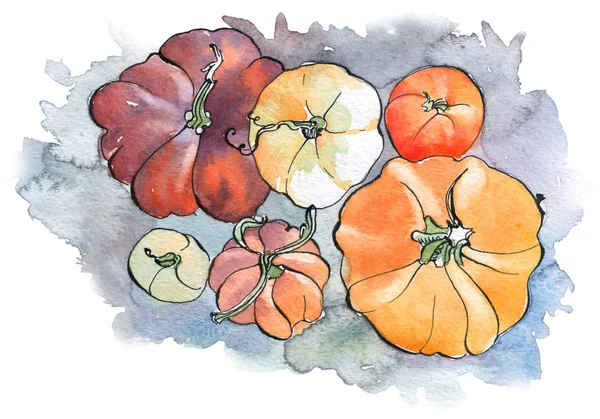 Akvarelem dýně. Podzimní zelenina — Stock fotografie