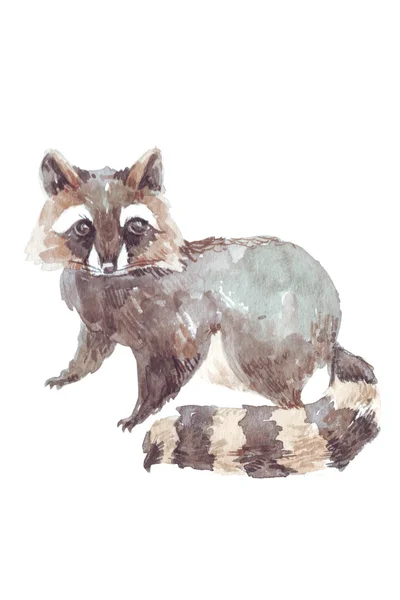 Aquarell-Illustration Waschbär — Stockfoto