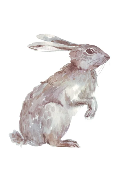 Hare watercolor illustration — Stock Photo, Image