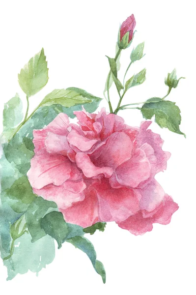 Růžové pozadí akvarel ilustrace — Stock fotografie