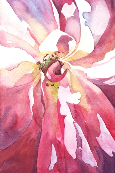 Rosa bakgrund akvarell illustration — Stockfoto