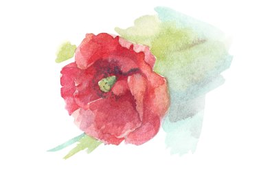 suluboya çiçek haşhaş