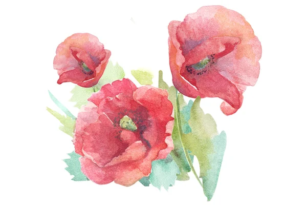 Akvarel květy máku — Stock fotografie