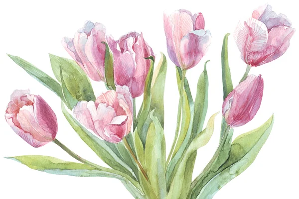 Kytice tulipánů akvarel ilustrace — Stock fotografie