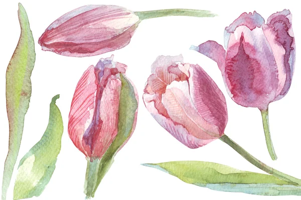 Watercolor flowers tulips separately — Stock Photo, Image