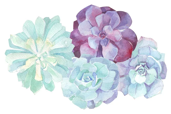 Watercolor flowers succulents — Stock Photo, Image