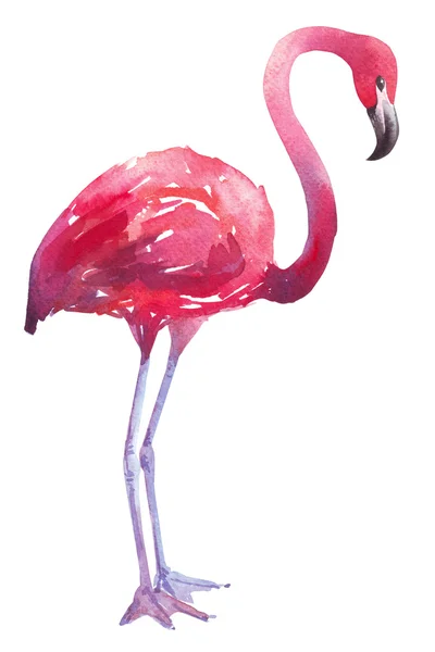 Ilustração aquarela de um flamingo — Fotografia de Stock