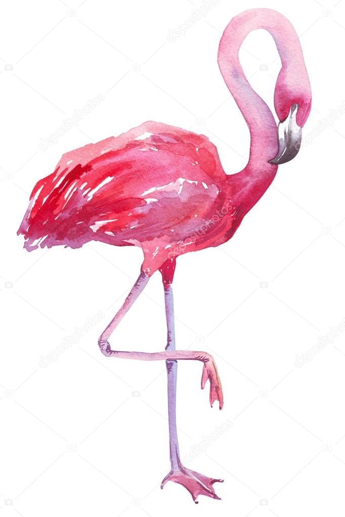 Watercolor Illustration Of A Flamingo Stock Photo Image By C Soolima Gmail Com Watercolor Illustration Of A Flamingo Stock Photo Image By C Soolima Gmail Com