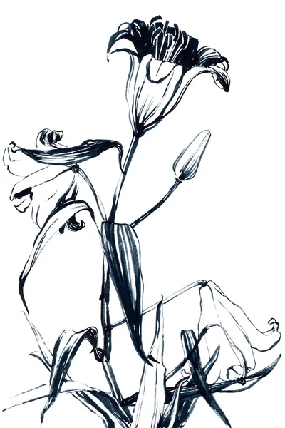 Κρίνος λουλούδι μελάνι σκίτσο — Φωτογραφία Αρχείου