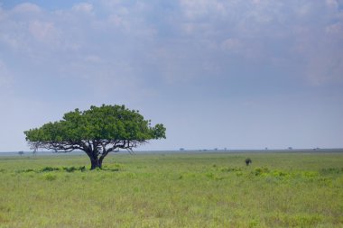 ağaç savannah Kenya