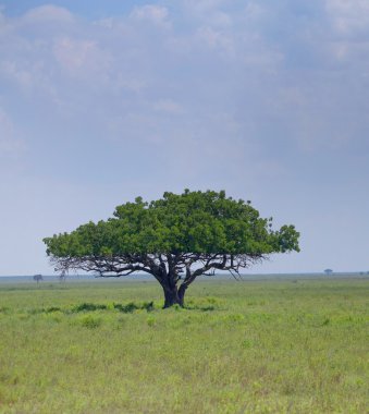 ağaç savannah Kenya