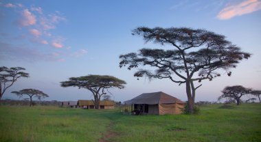 vadi, wildebeest ağaç