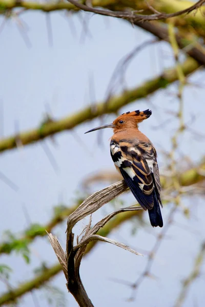 Valley, hoopoe, ngorongoro — Stock Photo, Image