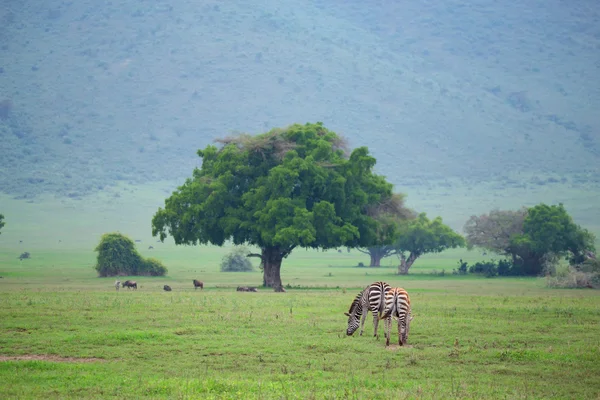 Vale, zebra, ngorongoro — Fotografia de Stock