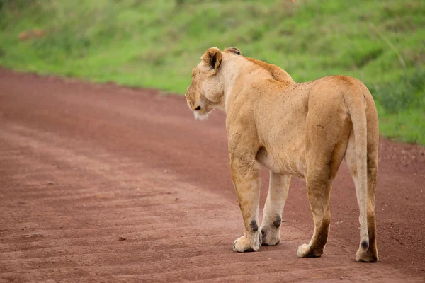 lion, road, africa