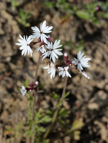 Estrella del bosque de flores pequeñas - Lithophragma parviflorum — Foto de Stock