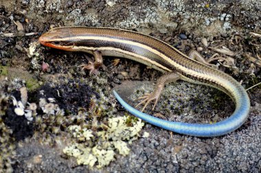 Juvenil Batı Skink