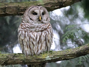 Barred Owl in Daytime