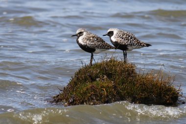 Black-bellied Plovers on an Island clipart
