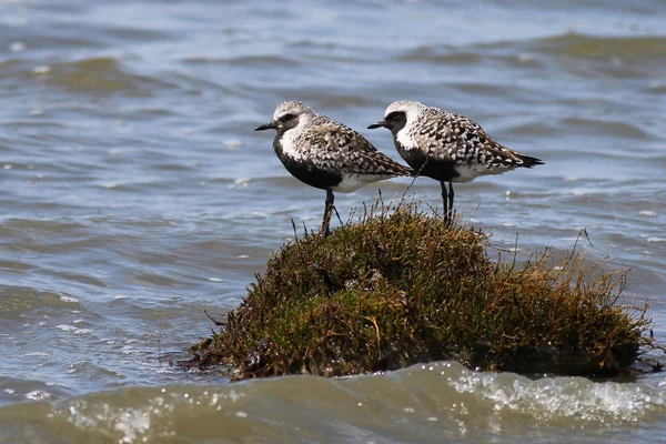 Black-bellied Plovers on an Island — Stock Photo, Image