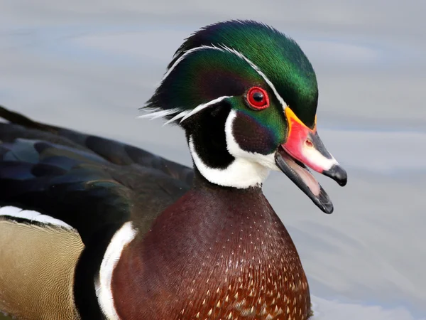 Mannelijke hout duck — Stockfoto