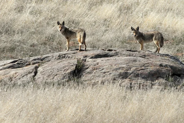 Pair of Coyotes — Stock Photo, Image