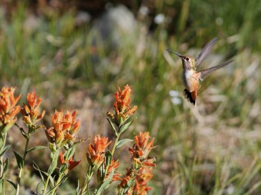 Rufous Hummingbird with Wildflowers