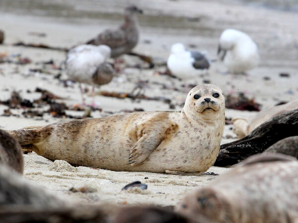 Harbor Seal on Beach with Birds