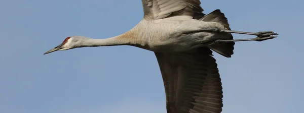 Psammophila kraan tijdens de vlucht — Stockfoto