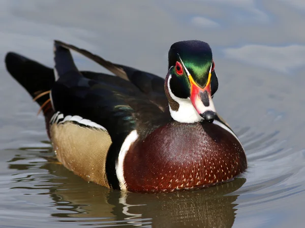 Hout duck drake — Stockfoto