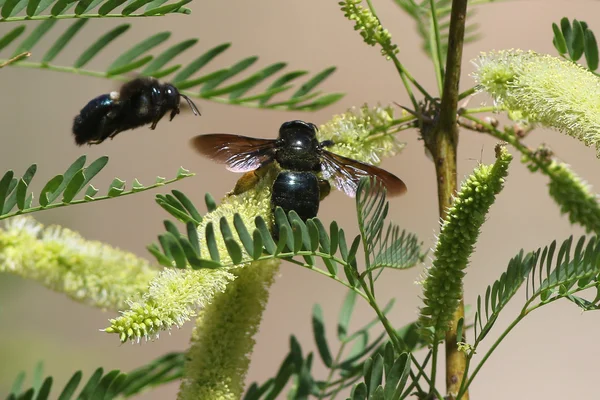 Abejas carpinteras de Sonora — Foto de Stock