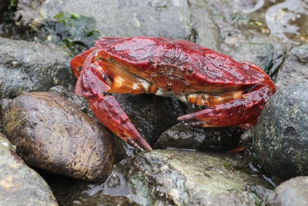 在落潮时红岩蟹 — 图库照片