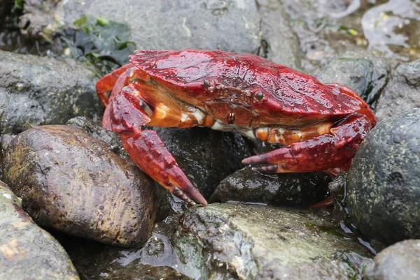 Red Rock krab při odlivu — Stock fotografie