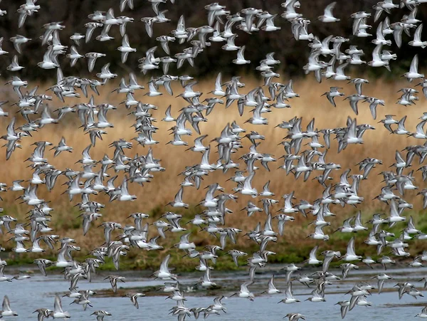 Shorebirds tijdens de vlucht — Stockfoto