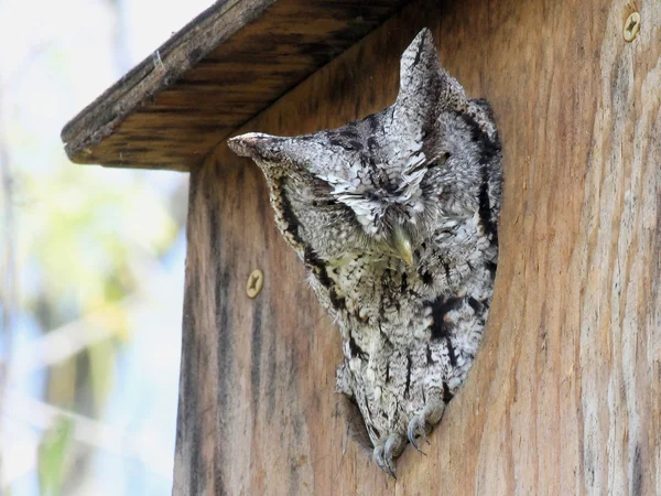 Eastern Screech-owl in a Birdhouse — Stock Photo, Image