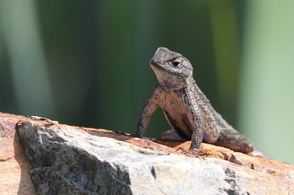 Western Fence Lizard on a Boulder — Stock Photo, Image