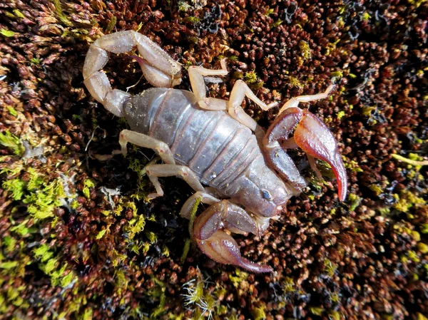 Északi Scorpion - Vejovis boreus — Stock Fotó