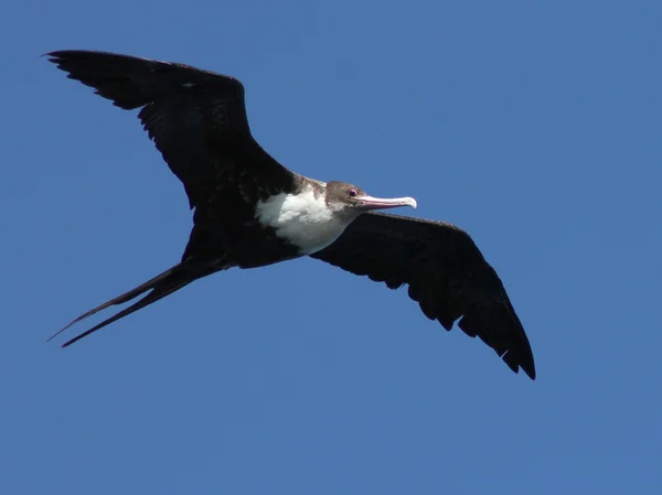 Uçuş büyük Frigatebird