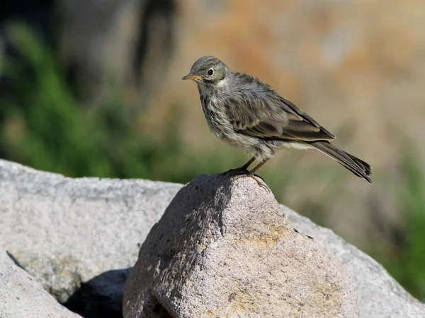 Pipit americano su una roccia — Foto Stock