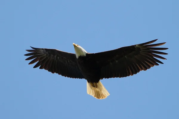 Bald eagle stijgende — Stockfoto