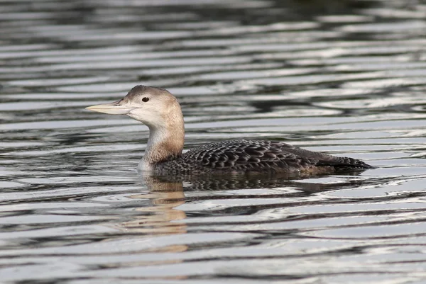 Yellow-billed Loon zwemmen — Stockfoto