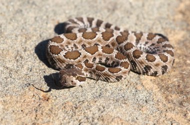 Bebek Kuzey Pasifik çıngıraklı yılan