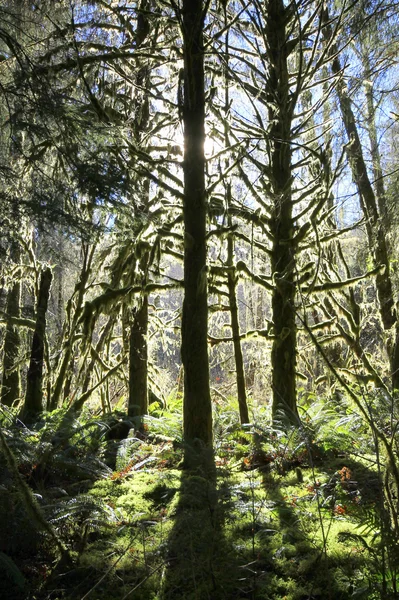 Podświetlany omszałych Douglas Fir Trees — Zdjęcie stockowe