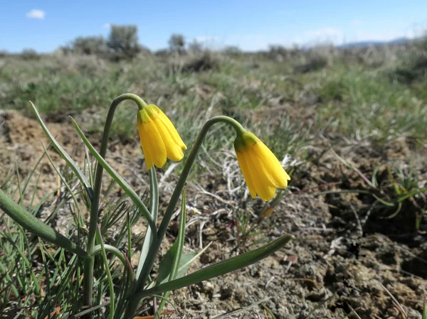 Sarı çan - Fritillaria pudica — Stok fotoğraf