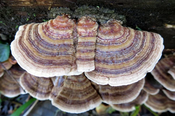 土耳其的尾巴蘑菇 — 图库照片