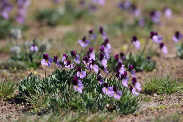 Violetas Sagebrush selvagens — Fotografia de Stock