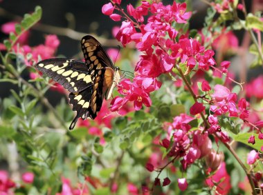 Dev swallowtail kelebek