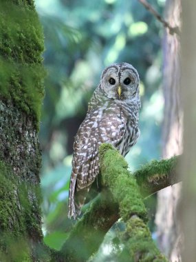 Çizgili baykuş ağaçları arasında