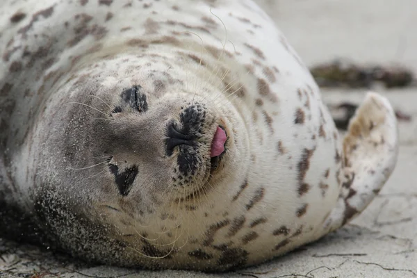 Harbor Seal Close-up — Stock Photo, Image